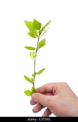 Hand holds a green sprout Stock Photo