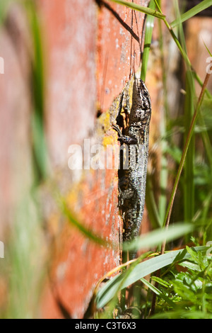 Common or Viviparous Lizard - Lacerta vivipara / Zootoca vivipara Stock Photo