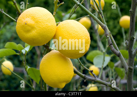 Three lemons on the tree Stock Photo