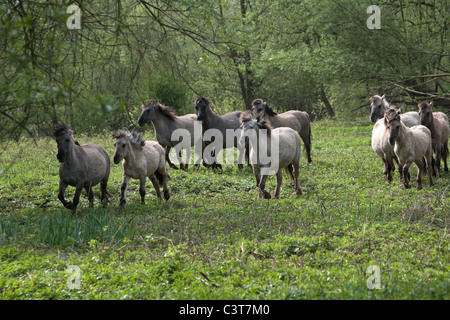 wild feral horses Konik animal Tarpan nature free Stock Photo