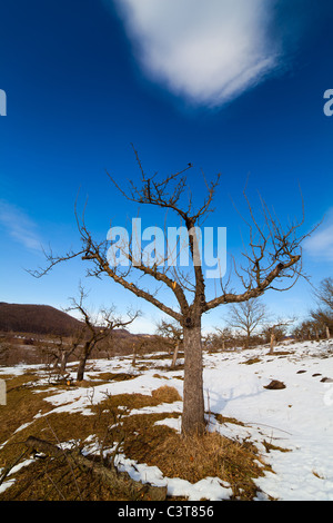 Countryside landscape with an orchard in the winter Stock Photo