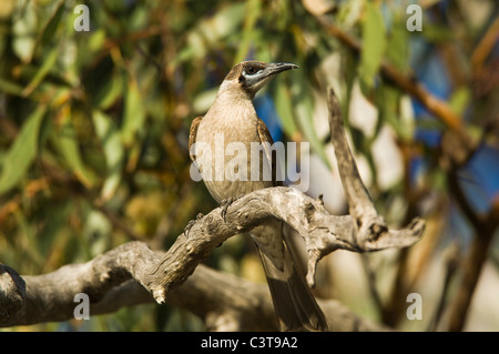 Little Friarbird, Ourimpere Waterhole, Currawinya National Park, Queensland, Australia Stock Photo