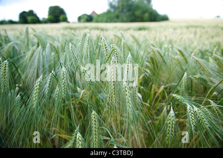 A grain field Stock Photo