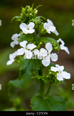 Biennial, spring flowering white honesty, Lunaria annua var. albiflora ...