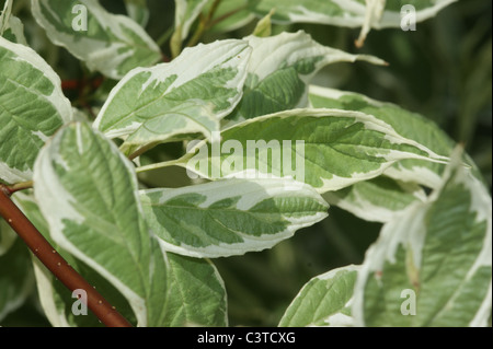 Cornus alba 'Elegantissima' Stock Photo