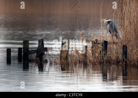Grey Heron - Ardea cinerea Stock Photo