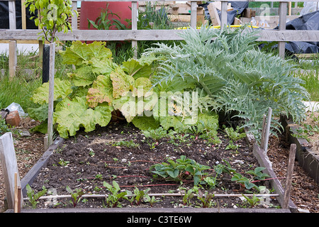 garden bed with artichoke plants in garden in Lombardy in winter season  Stock Photo - Alamy