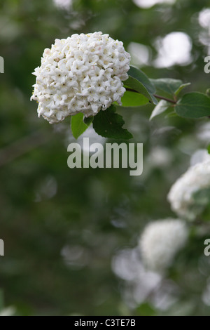 Viburnum x carlcephalum Stock Photo