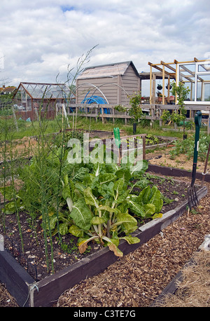Working allotment beds Stock Photo