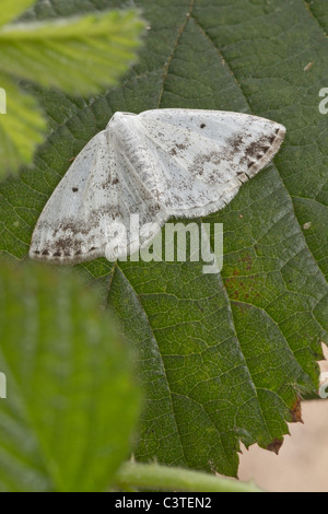 Clouded Silver (Lomographa temerata) moth Stock Photo