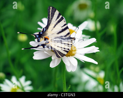 Butterfly (Scarce Swallowtail) on a camomile Stock Photo