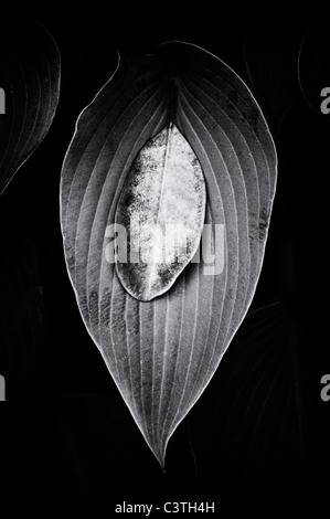 Fallen Rhododendron leaf on a Hosta Halcyon leaf. Black and White Stock Photo