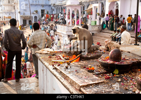 Indian people and daily life during the annual camel fair in Pushkar, Rajasthan, India, Asia Stock Photo