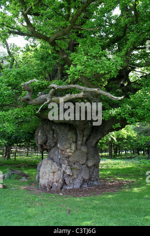 The Major Oak Tree at Sherwood Forest, surrounded by metal supports on ...