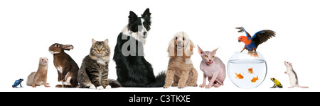 Group of pets sitting in front of white background Stock Photo