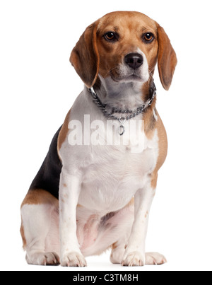 Beagle, 16 months old, sitting in front of white background Stock Photo