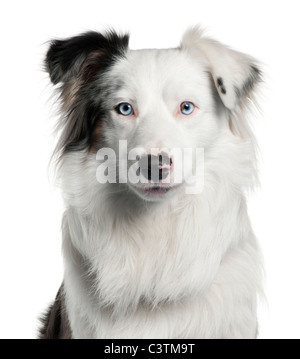 Close-up of Border Collie, 2 years old, in front of white background Stock Photo