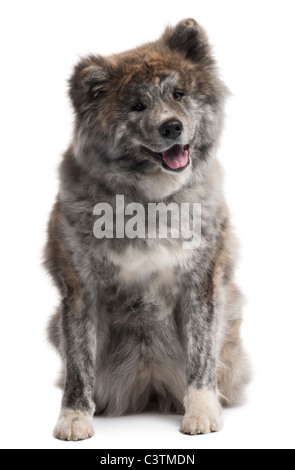 Akita Inu, 7 years old, sitting in front of white background Stock Photo