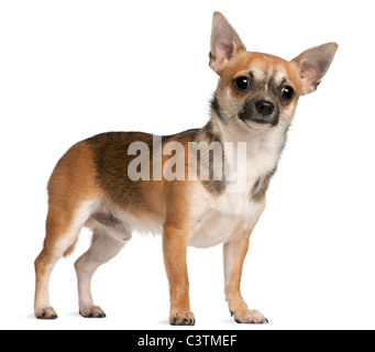 Chihuahua, 10 months old, standing in front of white background Stock Photo