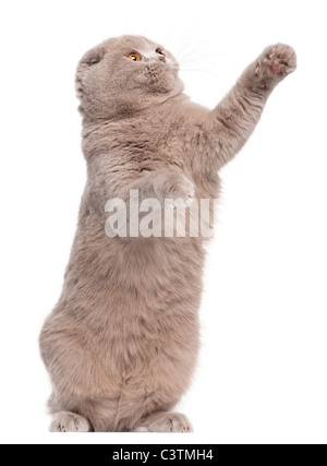 Scottish Fold cat, 9 and a half months old, standing up and pawing in front of white background Stock Photo
