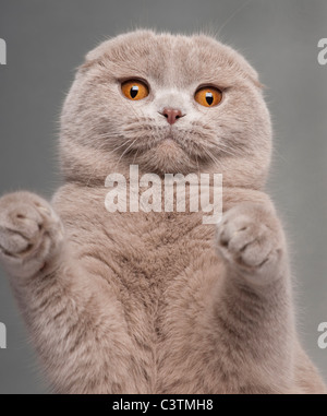Close-up of Scottish Fold cat with paws up, 9 and a half months old, in front of grey background Stock Photo