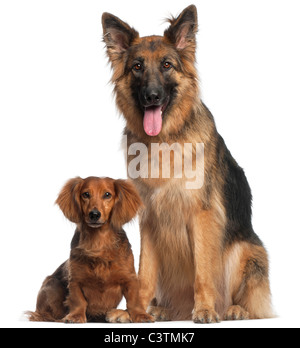 Dachshund, 8 years old, and German Shepherd Dog, 2 and a half years old, sitting in front of white background Stock Photo