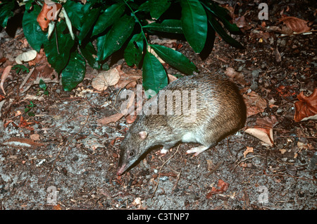Long-nosed bandicoot female (Perameles nasuta: Peramelidae) at night Australia Stock Photo