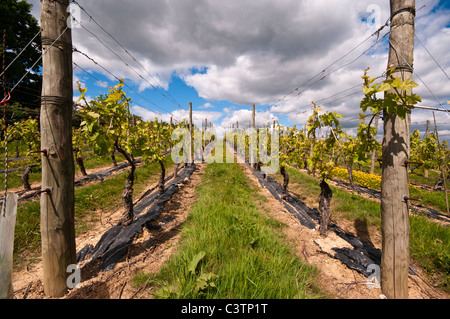 Grapevines Sandhurst Kent England Stock Photo