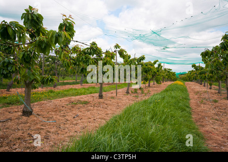 Cherry Orchard Under Netting Sandhurst Kent England Stock Photo