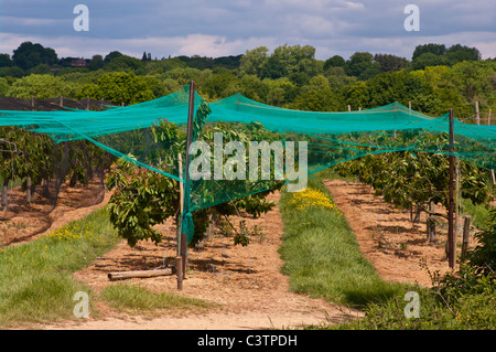 Cherry Orchard Under Netting Sandhurst Kent England Stock Photo