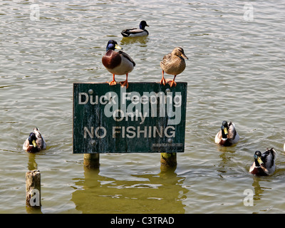 Mallard, Anas platyrhynchos, male and female on sign about duck feeding, Arrow Valley Lake, Redditch, Worcestershire, May 2011 Stock Photo
