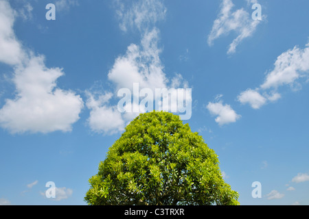 Single Tree Stock Photo