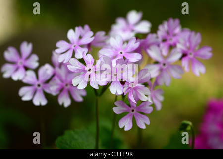 Primrose Flowers Stock Photo