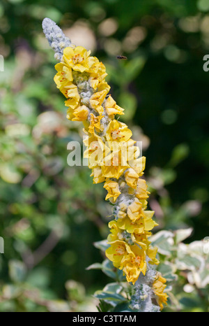 Verbascum Thapsus (great mullein/common mullein) Stock Photo