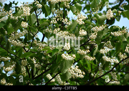 Fragrant Snowbell Flowers Stock Photo