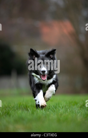 Border Collie (Canis lupus familiaris) sheepdog running in garden Stock Photo