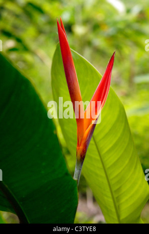 Tropical flower (Heliconia Fire Opal), Minca, Magdalena department, Colombia Stock Photo