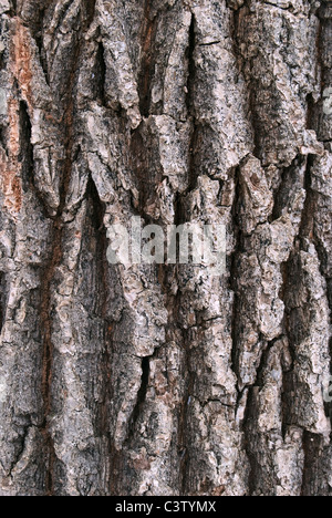 close-up of an oak tree's bark Stock Photo