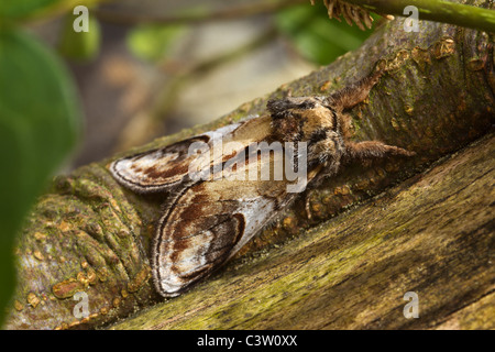 Pebble Prominent (Notodonta ziczac) Stock Photo