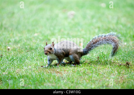 Wildlife Nature Sciurus Carolinensus grey Squirrel Greenwich park City London nut nuts eating uk Britain england Stock Photo