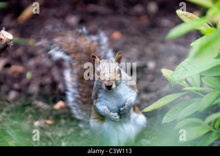 Wildlife Nature Sciurus Carolinensus grey Squirrel Greenwich park City London nut nuts eating uk Britain england Stock Photo