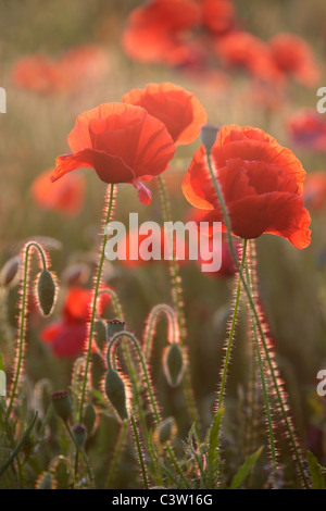 Glorious red poppies growing in the fields near Cheltenham in the Cotswolds of England Stock Photo