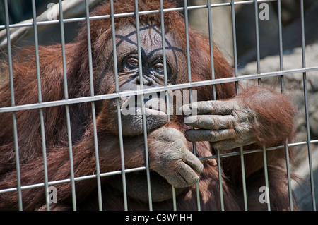 An orangutan with a sad expression peers out from behind bars in the Osaka-city Tennoji Zoo in Japan. Stock Photo