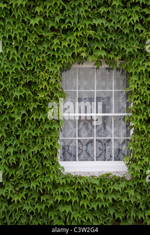 Virginia creeper, Parthenocissus, surrounding the window of an old house in Dorchester. Dorset,  England, United Kingdom. Stock Photo