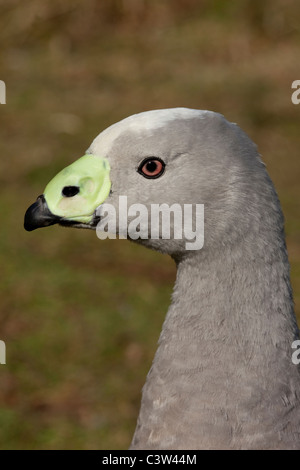 Cape Barren or Cereopsis Geese  (Cereopsis novaehollandiae). Islands off southern Australia. Head with green cere over the bill Stock Photo
