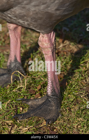 Cape Barren or Cereopsis Geese  (Cereopsis novaehollandiae). Islands off southern Australia. Note legs and strongly clawed toes. Stock Photo