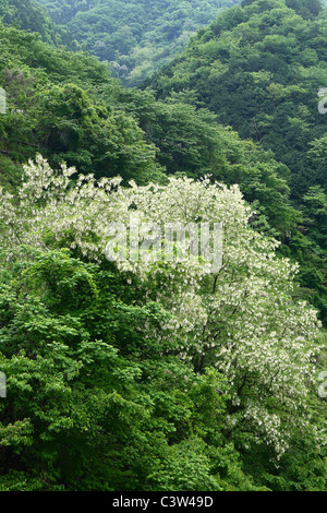 Black Locust Blossoming Stock Photo