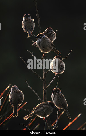 Sparrows Stock Photo