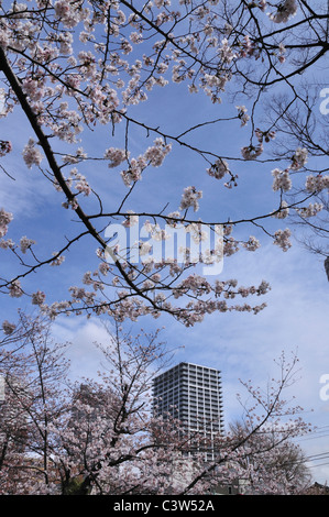 Cherry Blossom Trees in Tsukuda Park Stock Photo