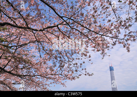 Tokyo Sky Tree and Cherry Blossom Tree Stock Photo